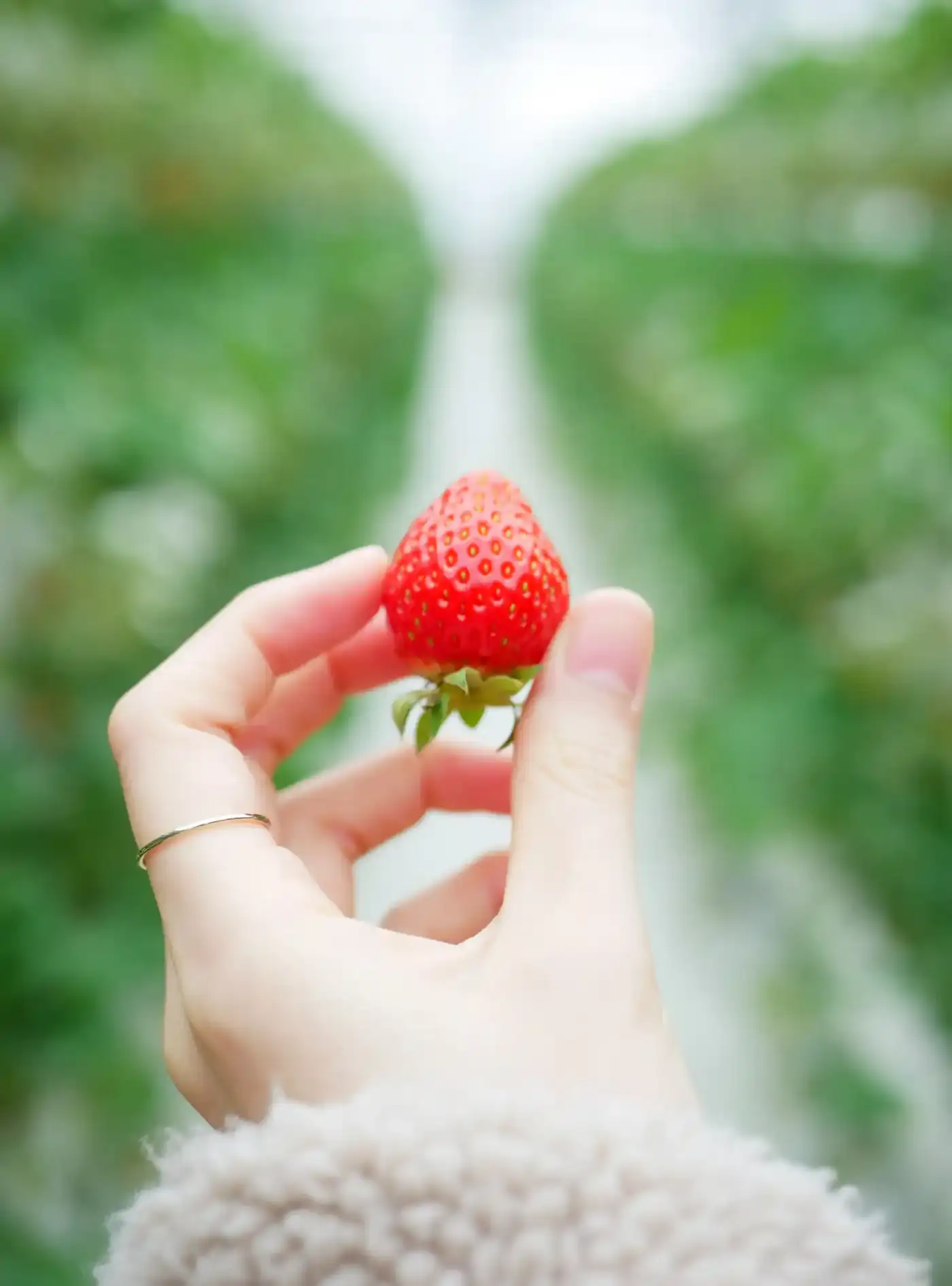 Hand holding a ripe strawberry