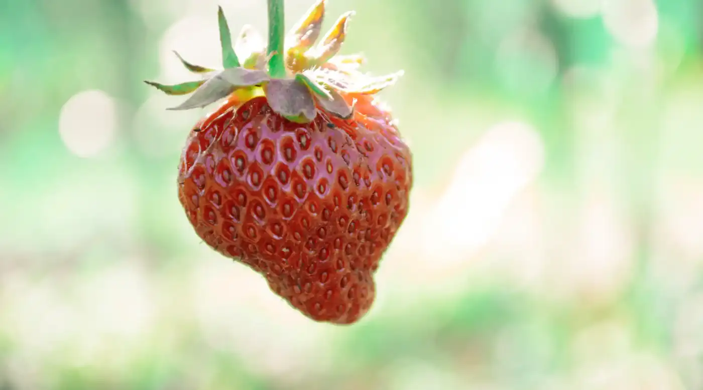 Ripe strawberry hanging from the plant