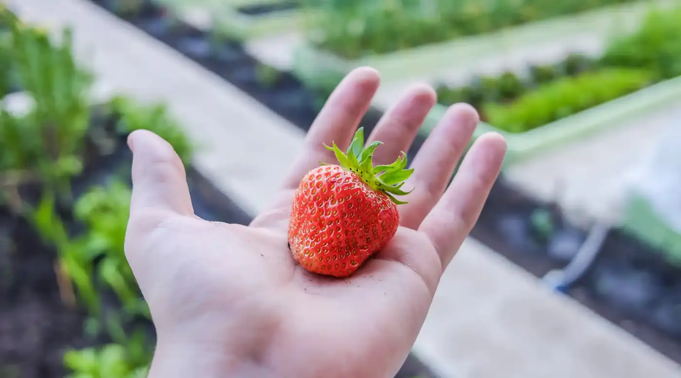 Open hand holding a ripe strawberry beside growing beds