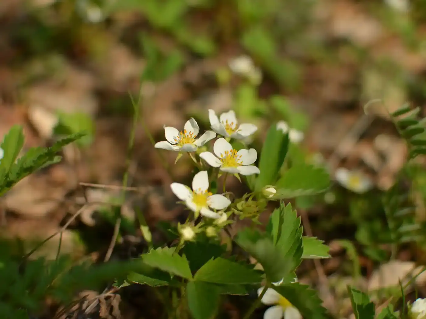 Strawberry plant with white flowers